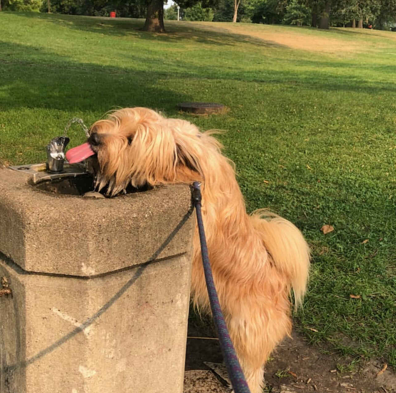 Vote for Lincoln to win Best in Rescue! image