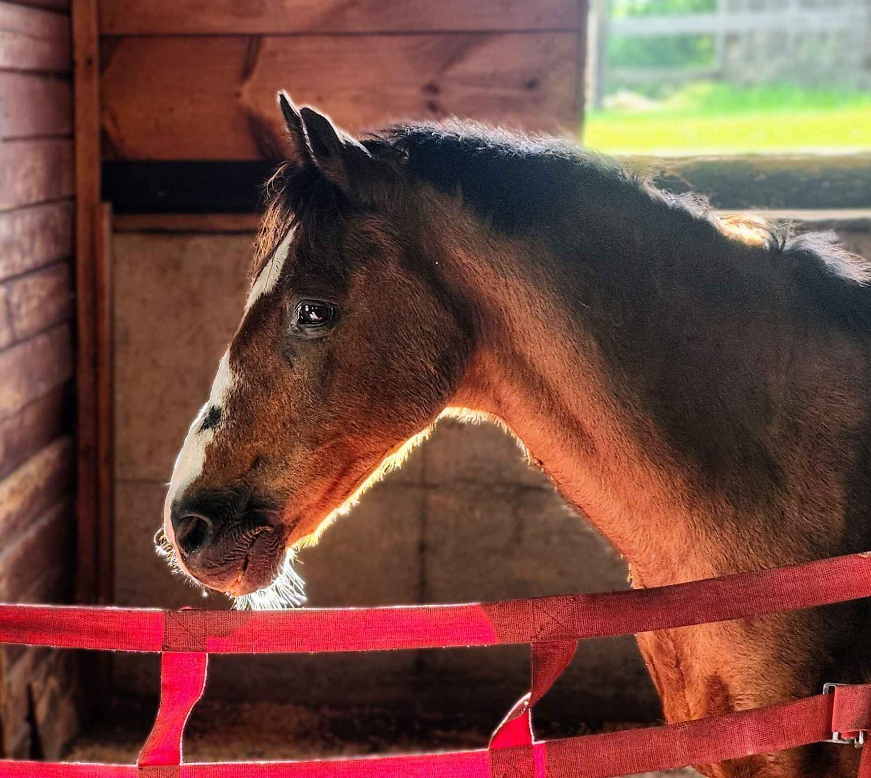 Donate Now & Help Horses Help People.  image