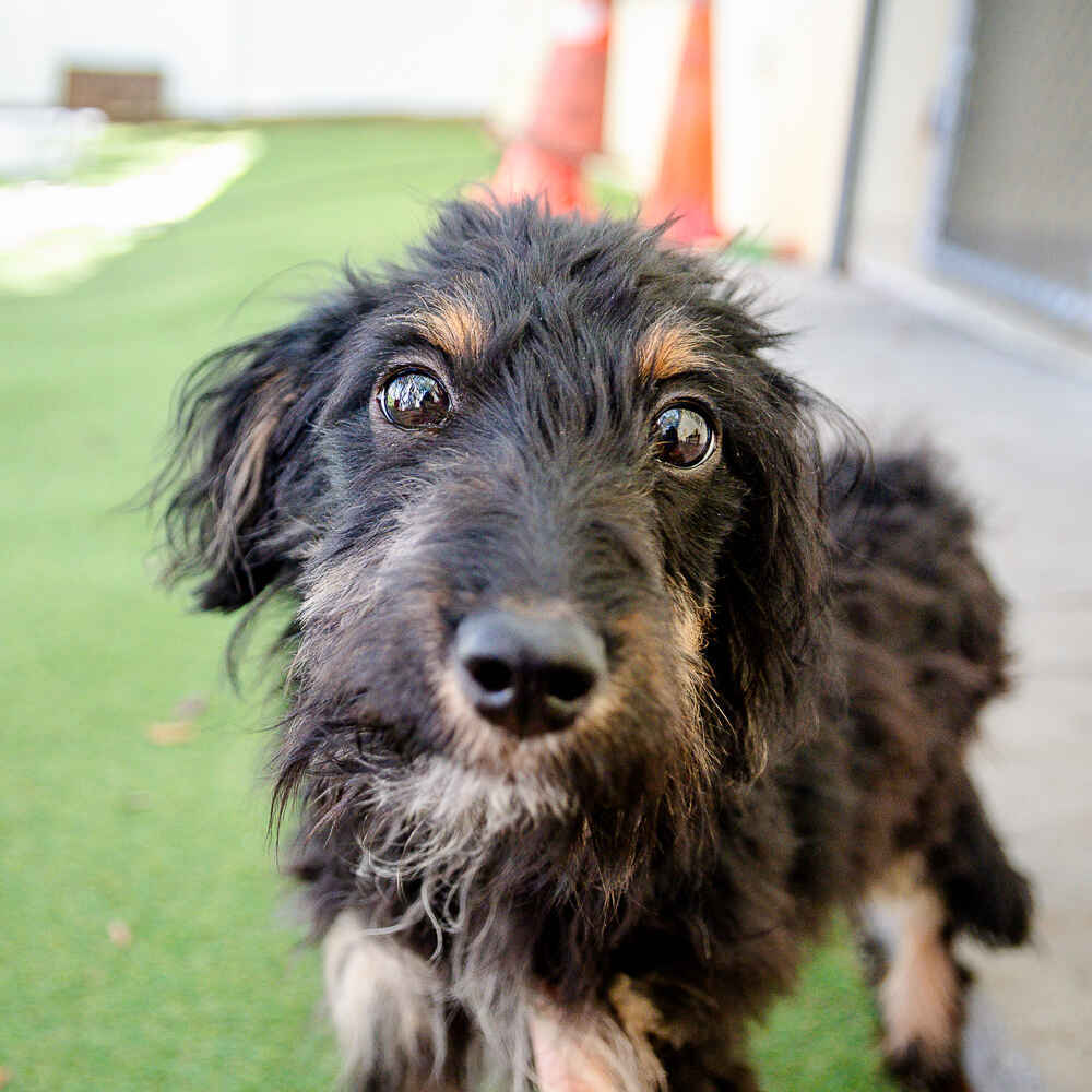 Vote for Daphne to win Best in Rescue! image