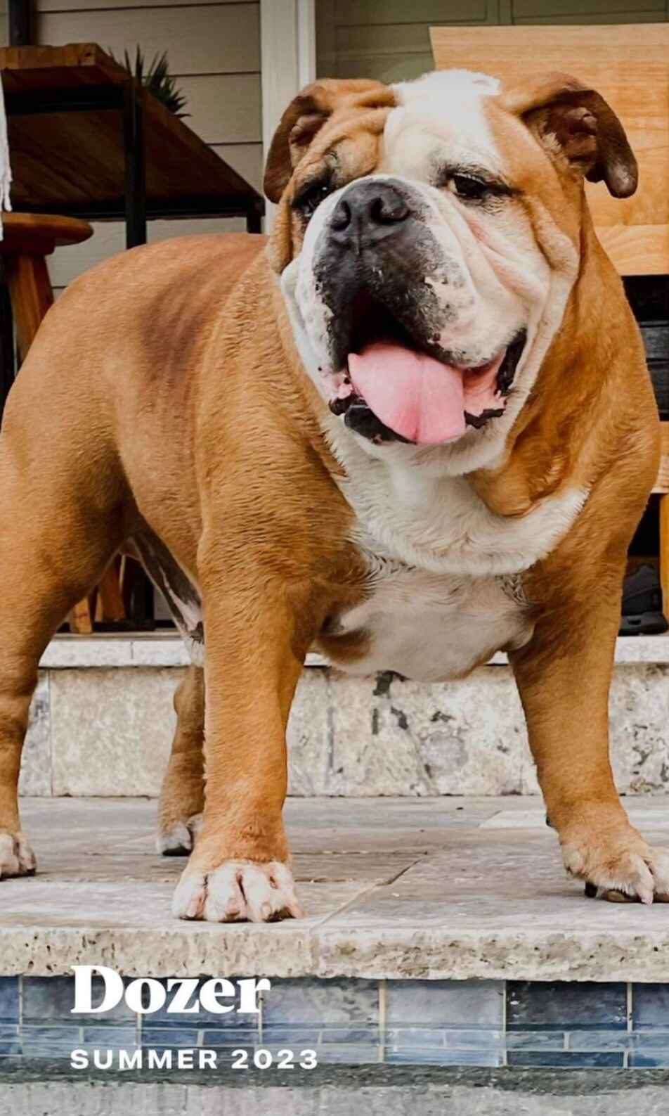 Vote for Dozer to win Best in Rescue! image