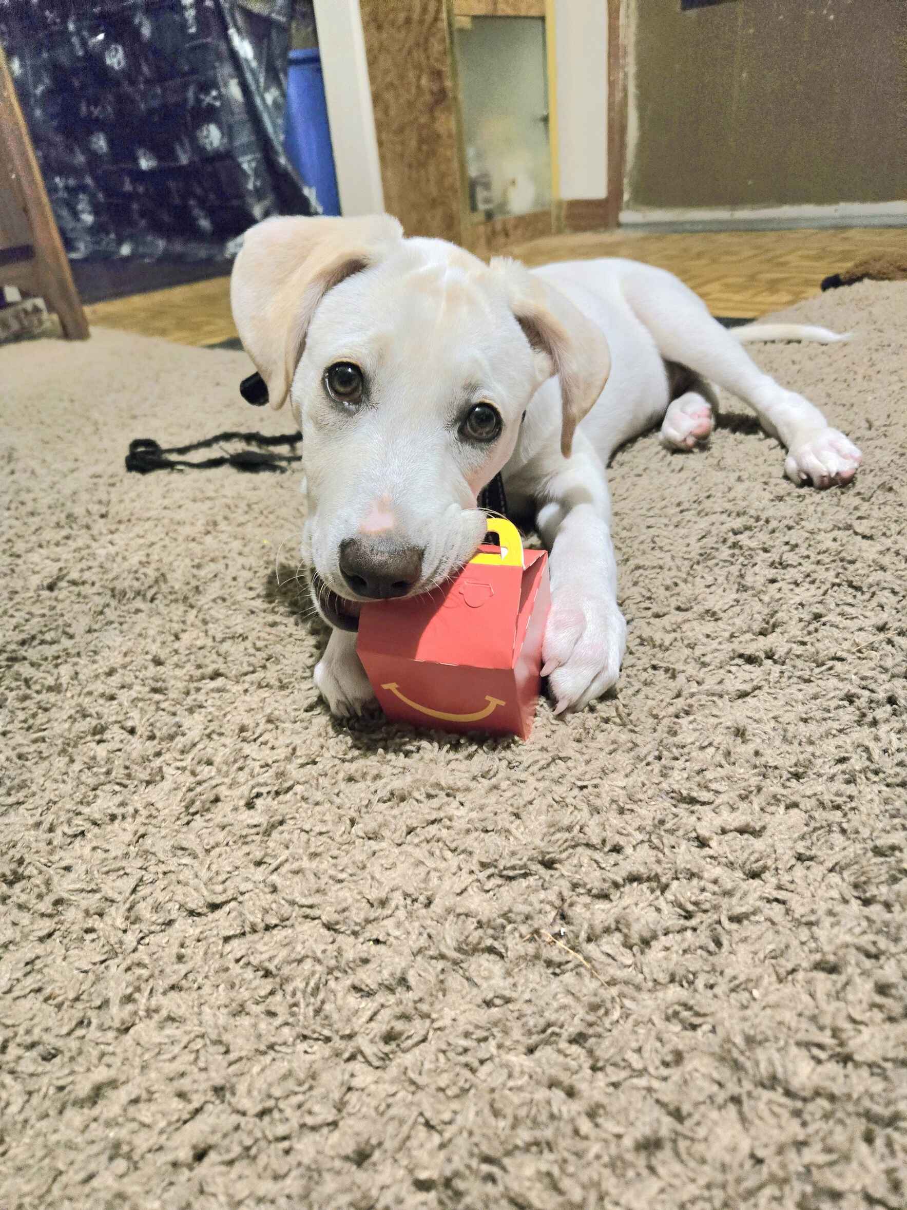 Vote for Zero to win Best in Rescue! image