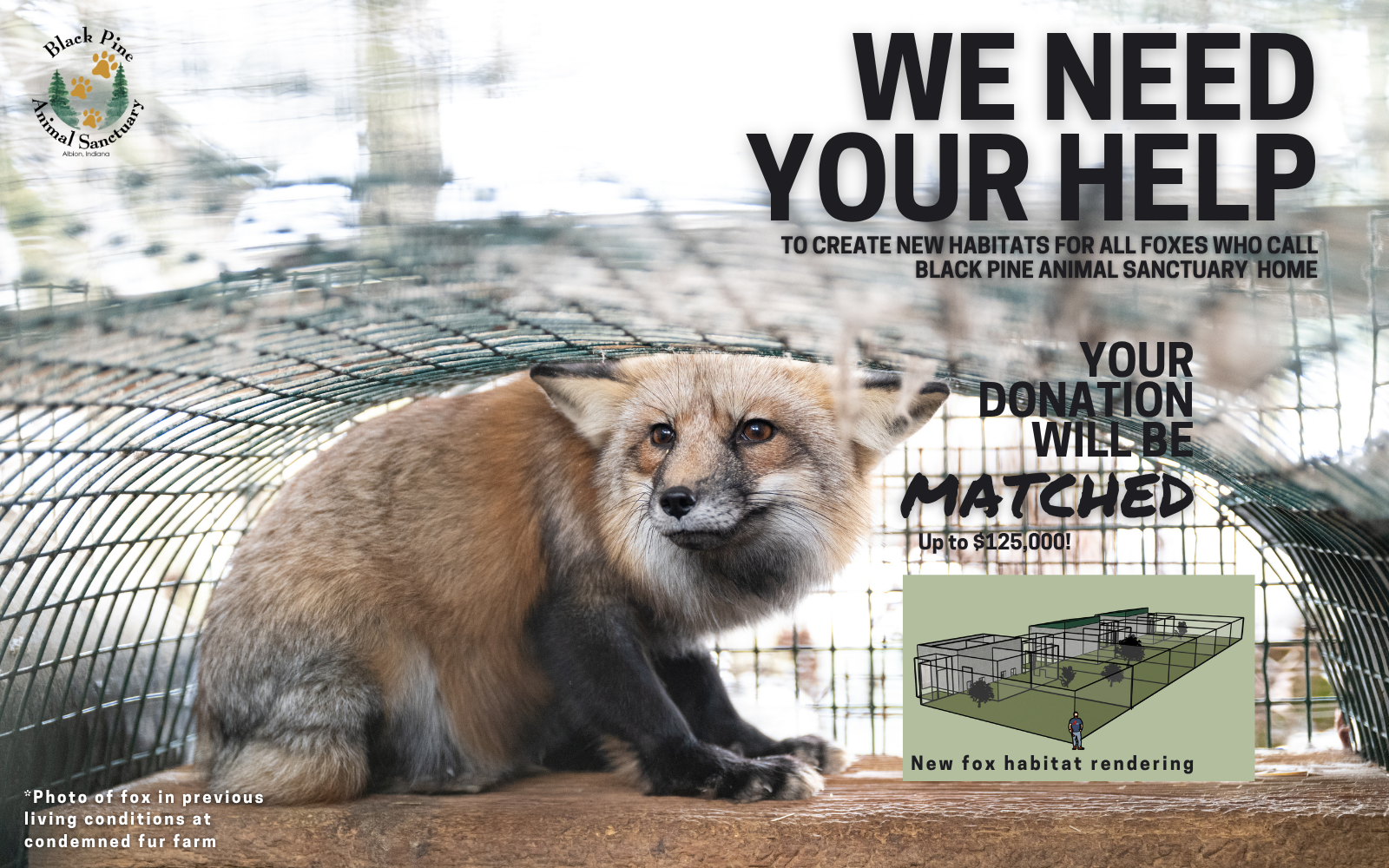 Help Build Habitats for Foxes at Black Pine image