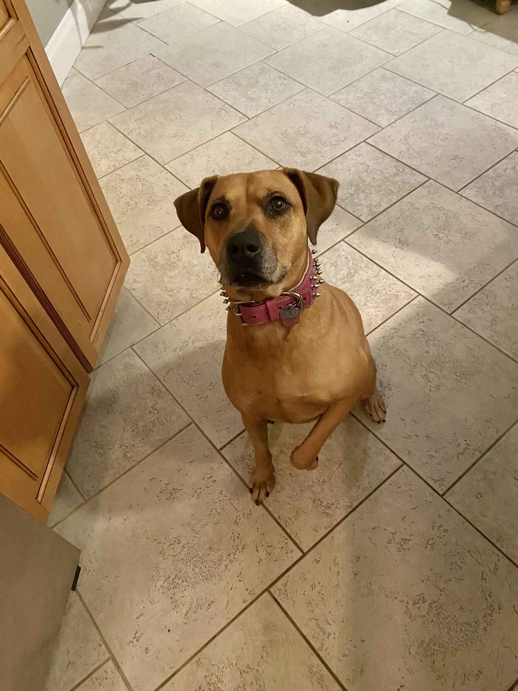 Vote for Sadie to win Best in Rescue! image