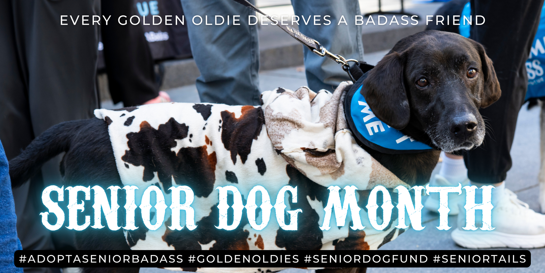 Honor the Legacy of Badass Senior Dogs! image