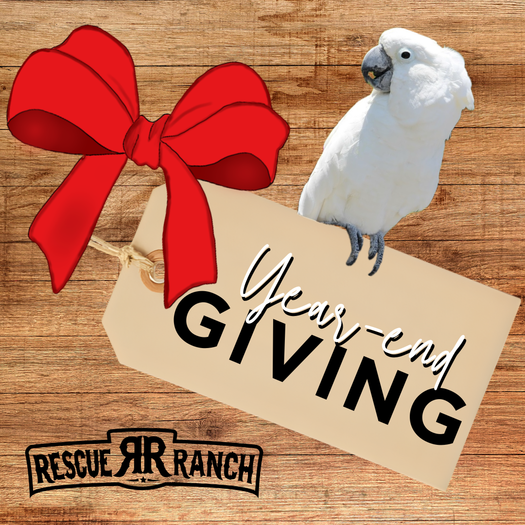 2025 Year End Giving Campaign image