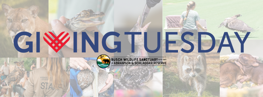 Protect Native Wildlife This Giving Tuesday! image