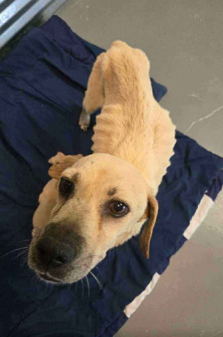 Be a lifeline — donate now to save a life! image