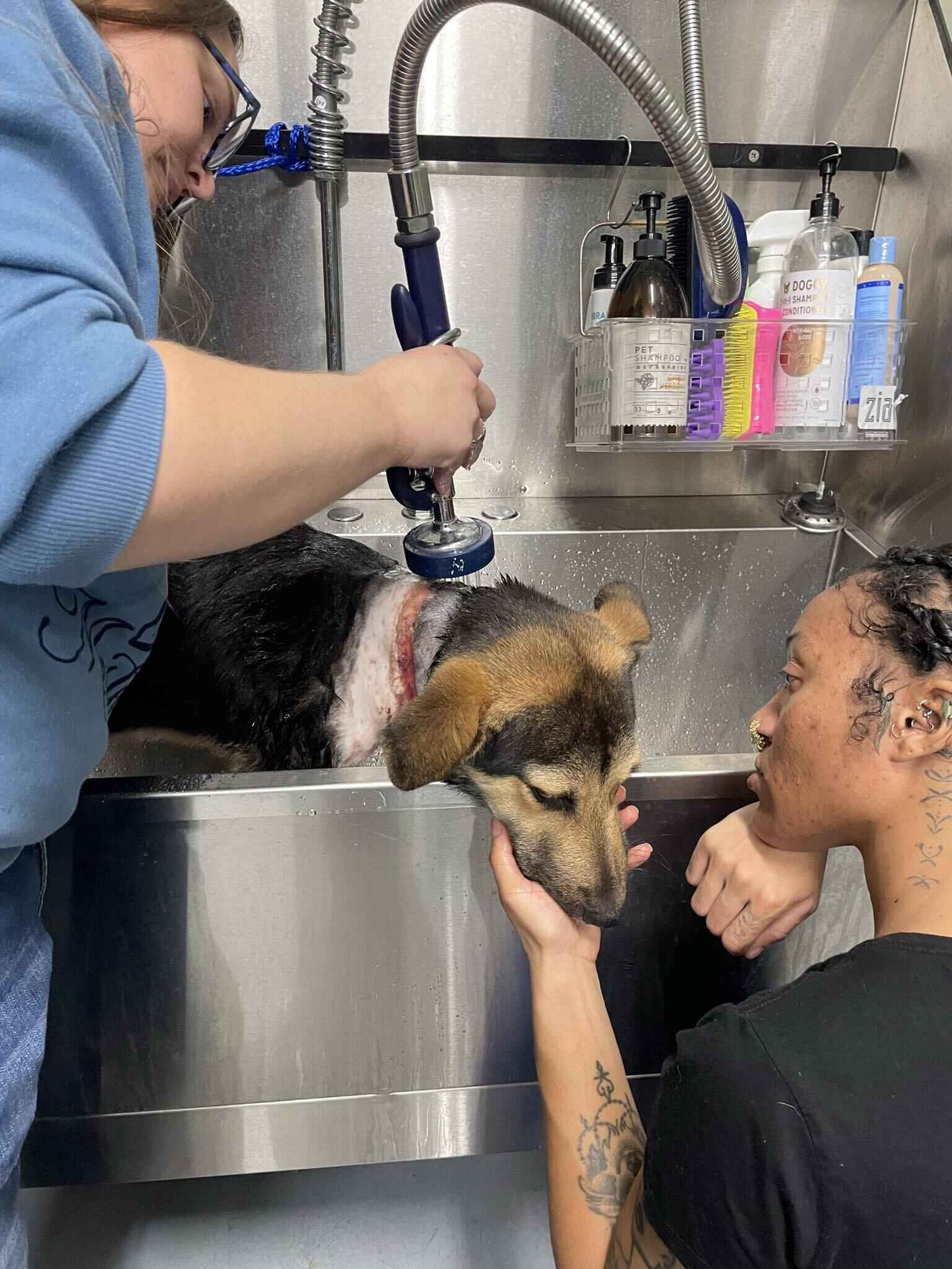 Help Us Care for Boogie! image