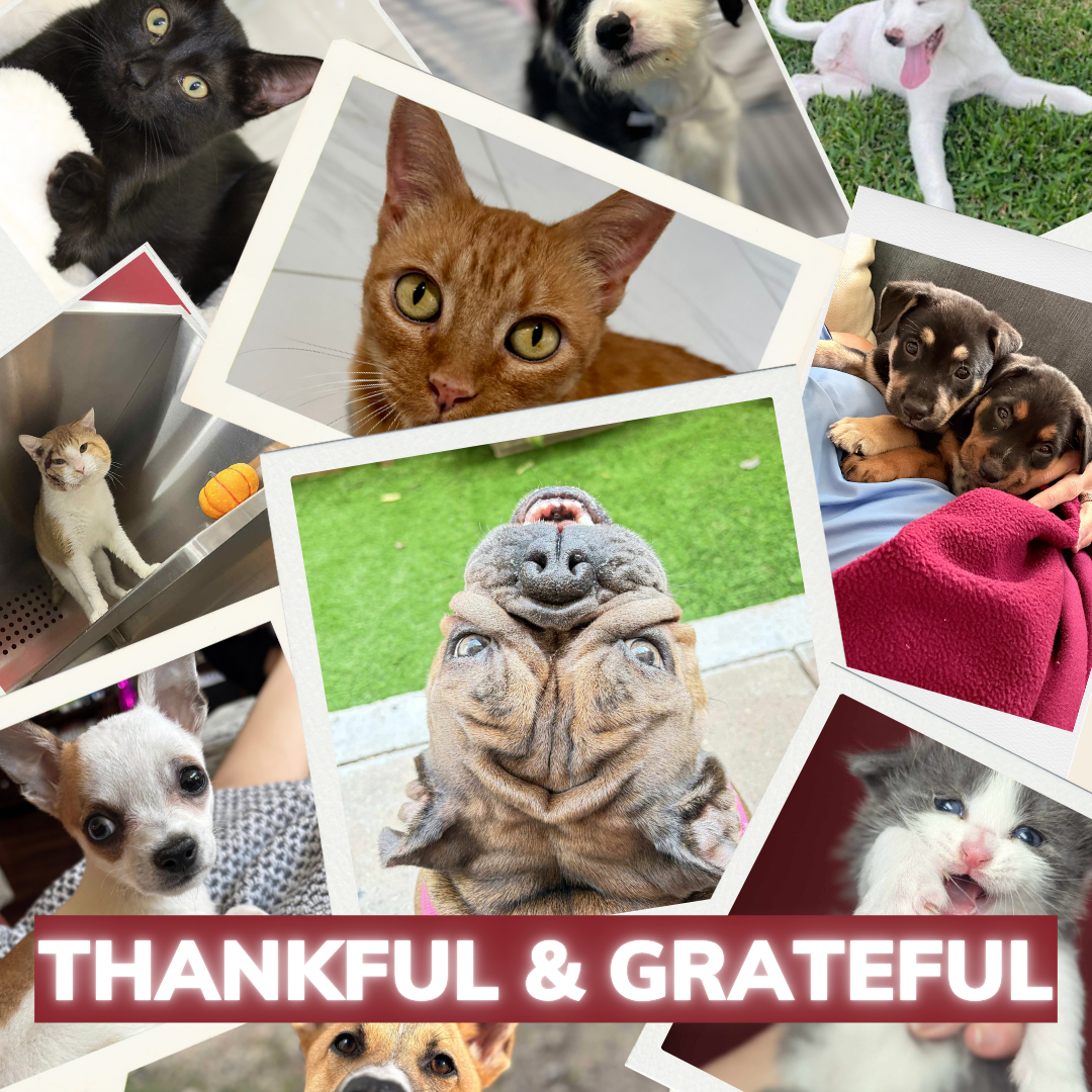 Sponsor a Rescue Pet's Pawsgiving Meal! image
