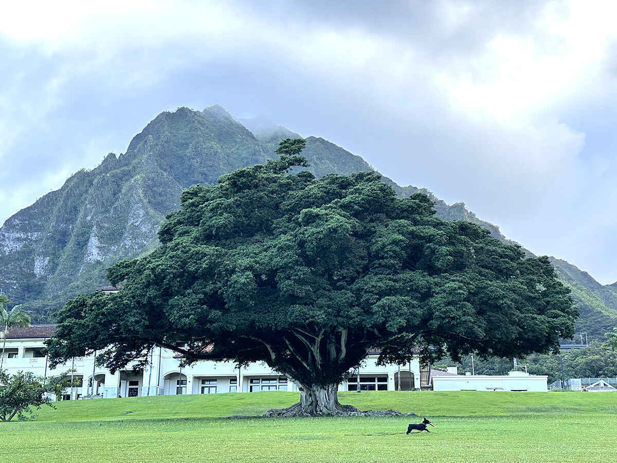 Make a Donation to The Outdoor Circle's Year End Campaign image