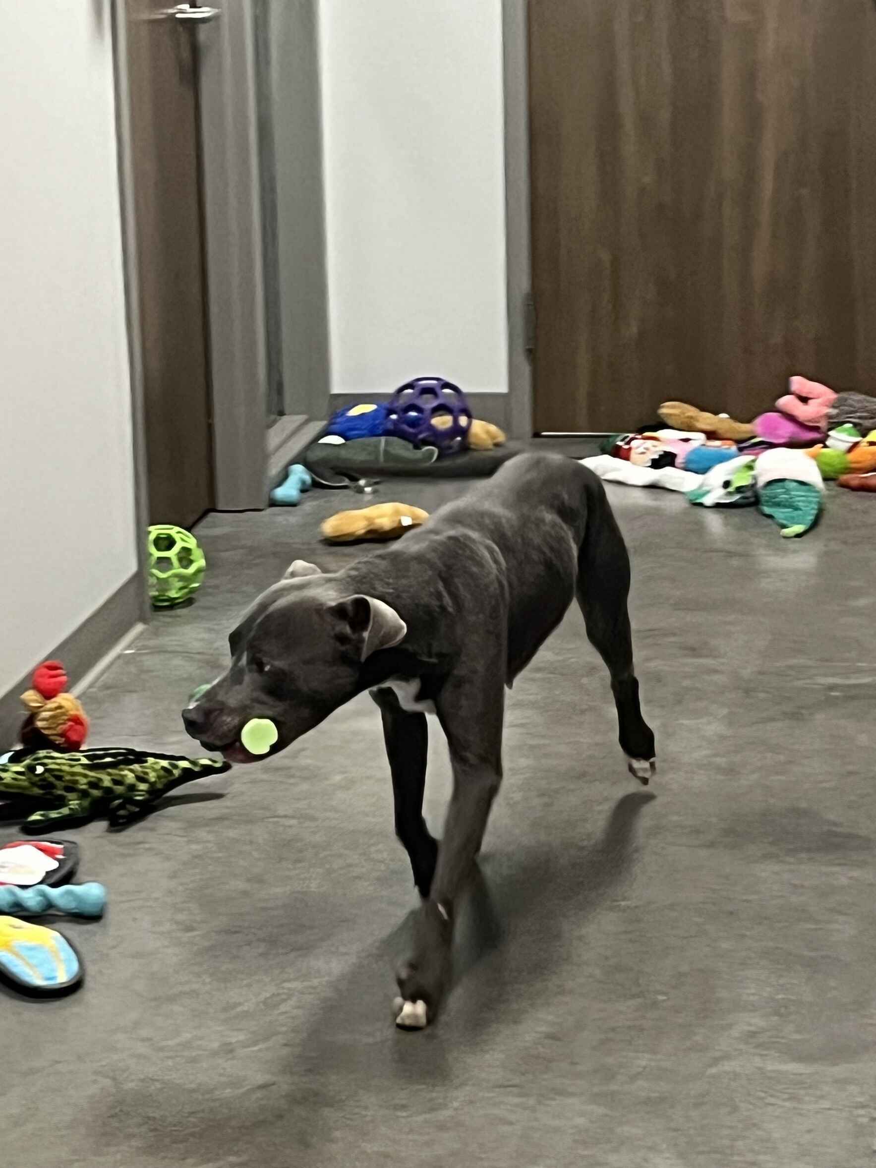 Help Fill Our Toy Mountain & Give Every Shelter Dog a Christmas to Remember image