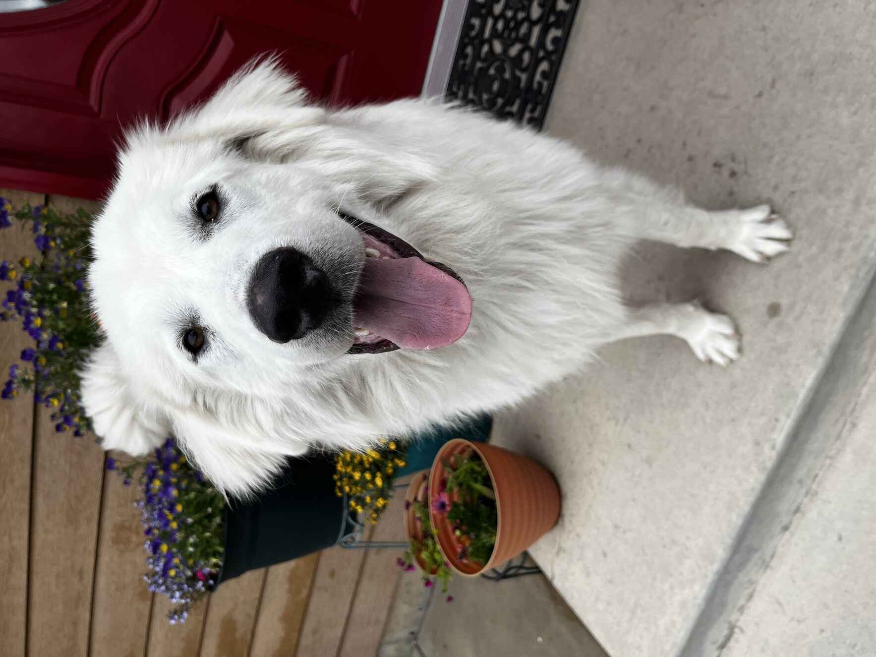 COMPASSION IN ACTION image