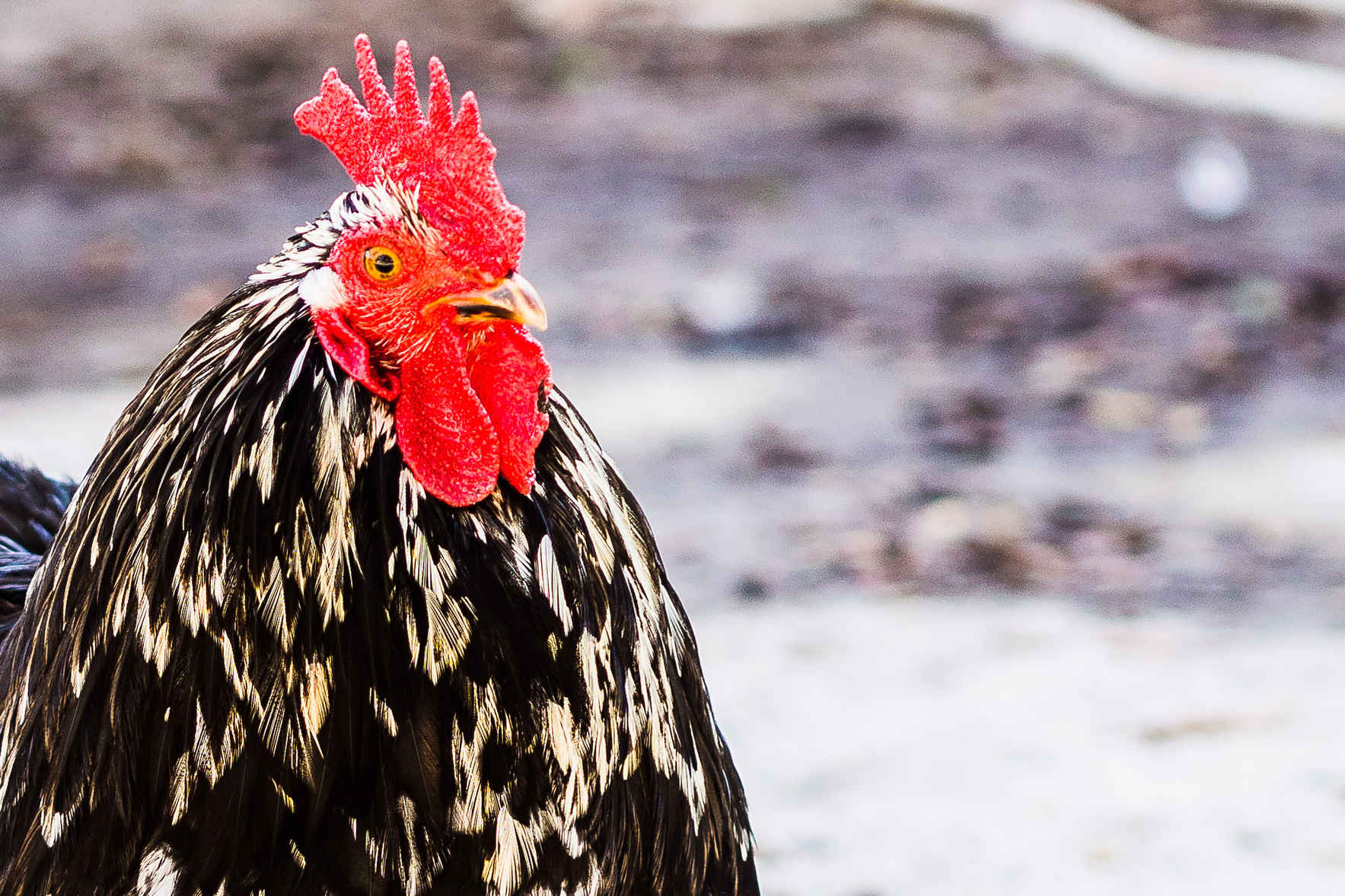 Become a Bronze Rooster Member today! image