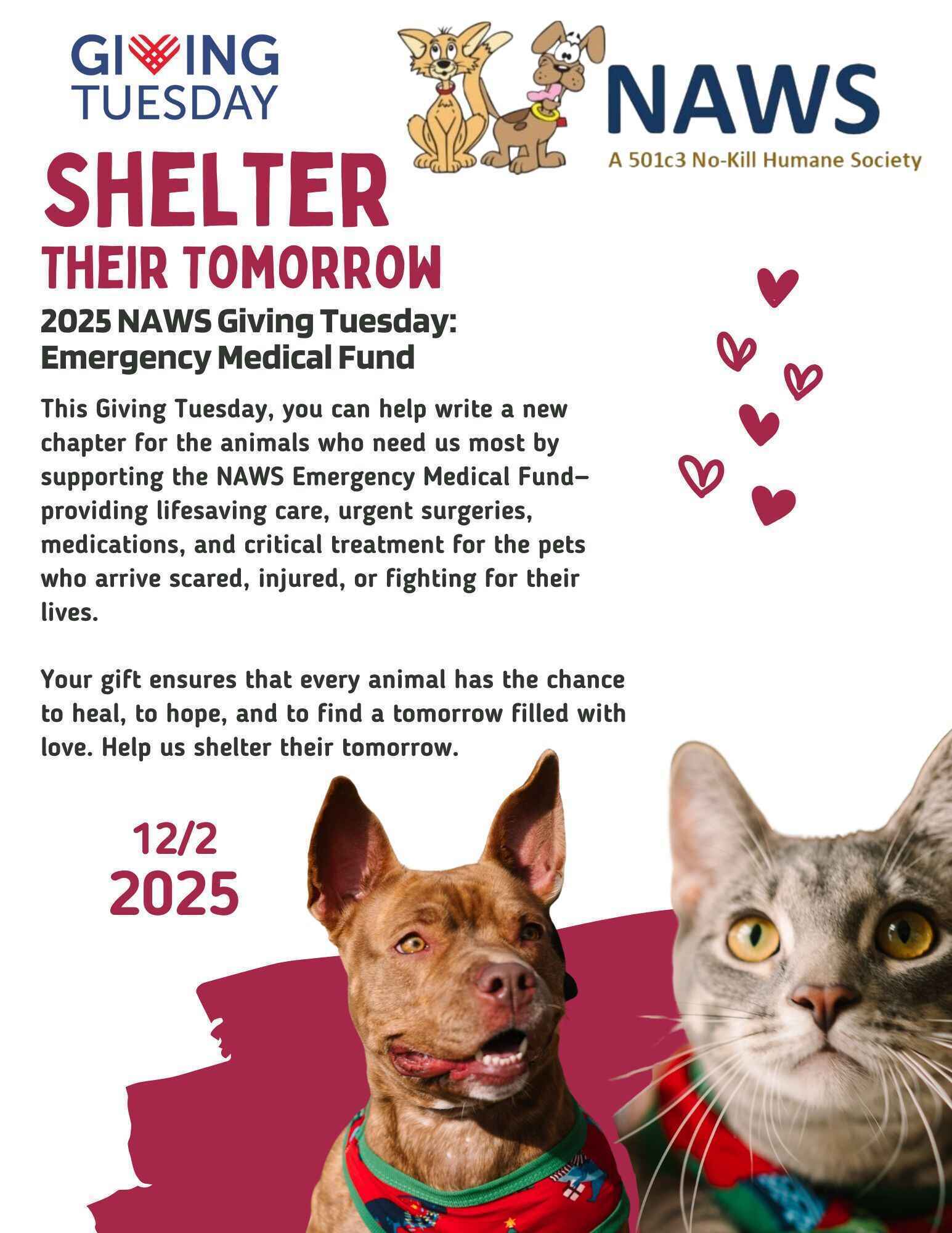 Shelter Their Tomorrow: NAWS Emergency Medical Fund image