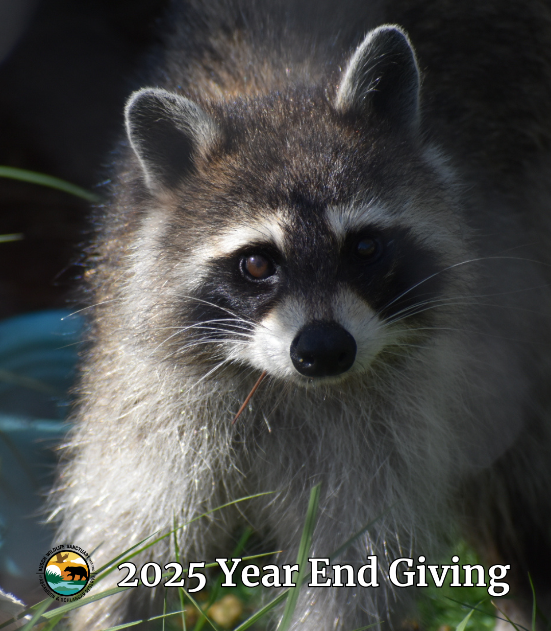 Yes! I want to double my donation and help wildlife in need & provide environmental education for all. image