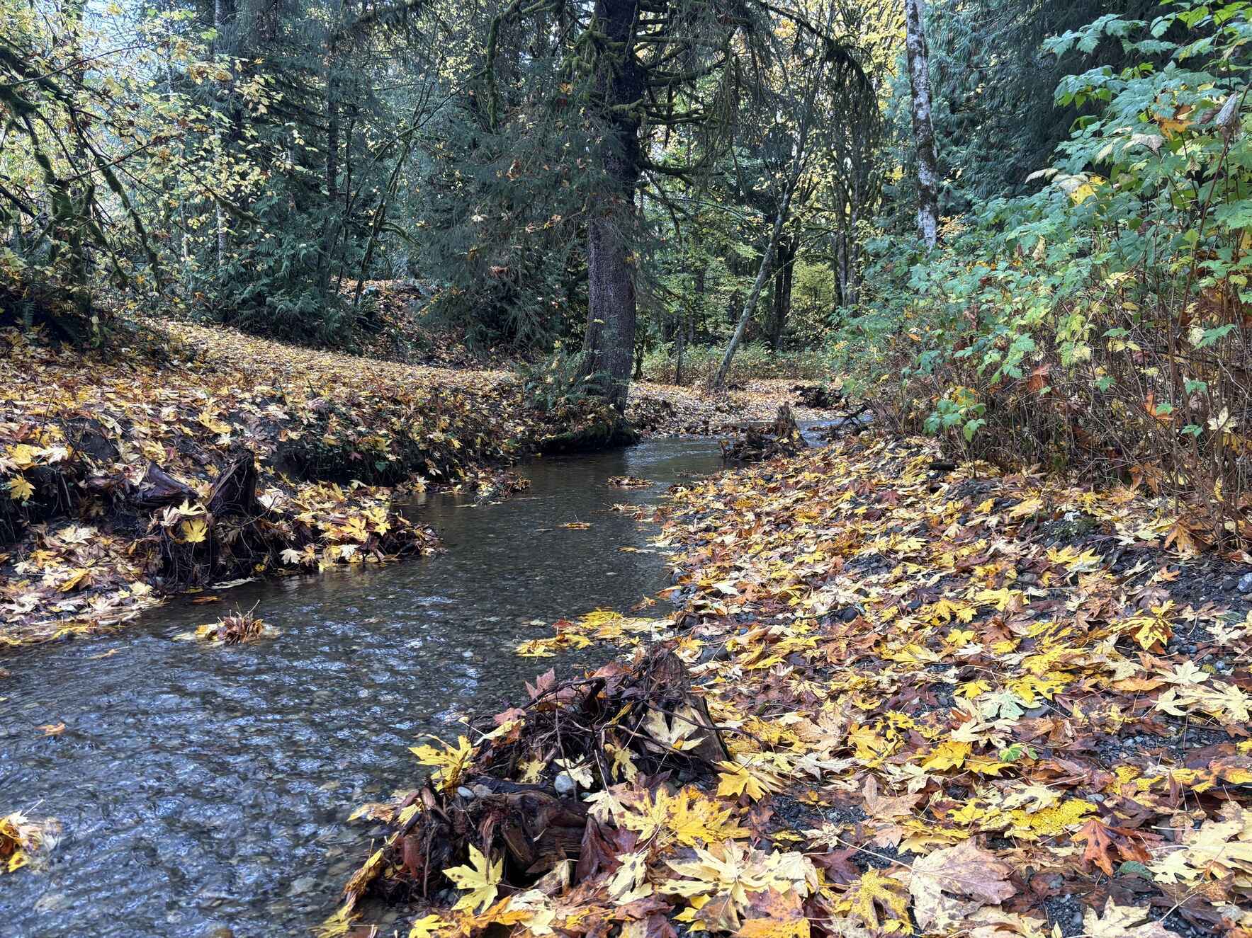  Our work at NSEA is to be a voice for every  stream and tributary that sustains our region. image