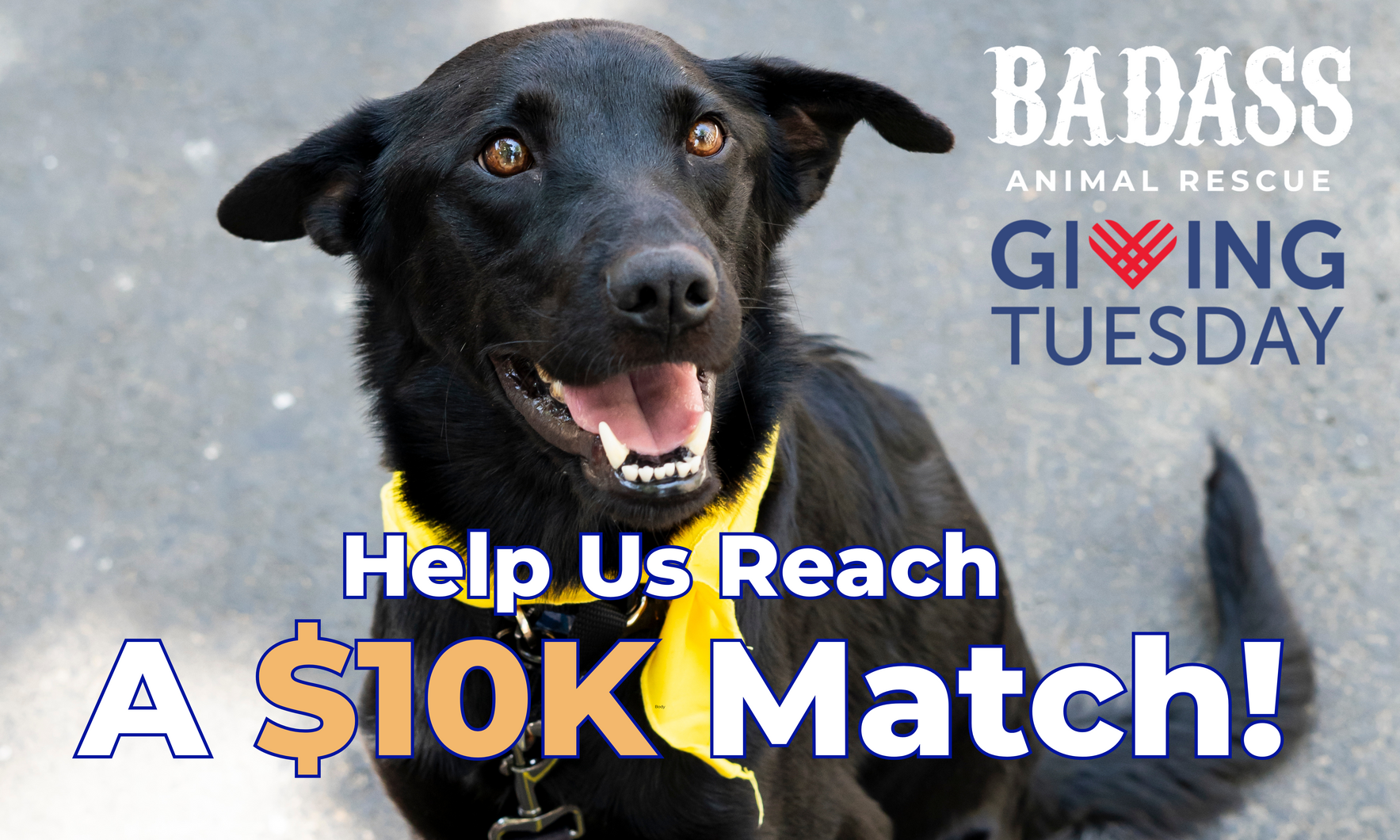 Giving Tuesday for Badass Animal Rescue image