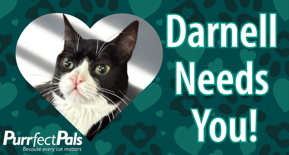 ❤️ Darnell Needs Your Help❤️ image