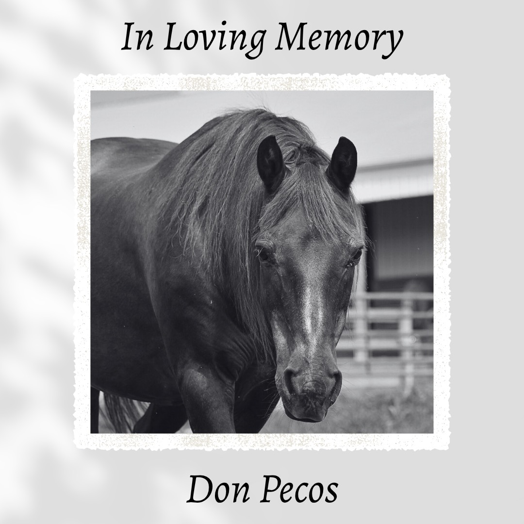 Don Pecos: hoofbeats in our hearts forever image