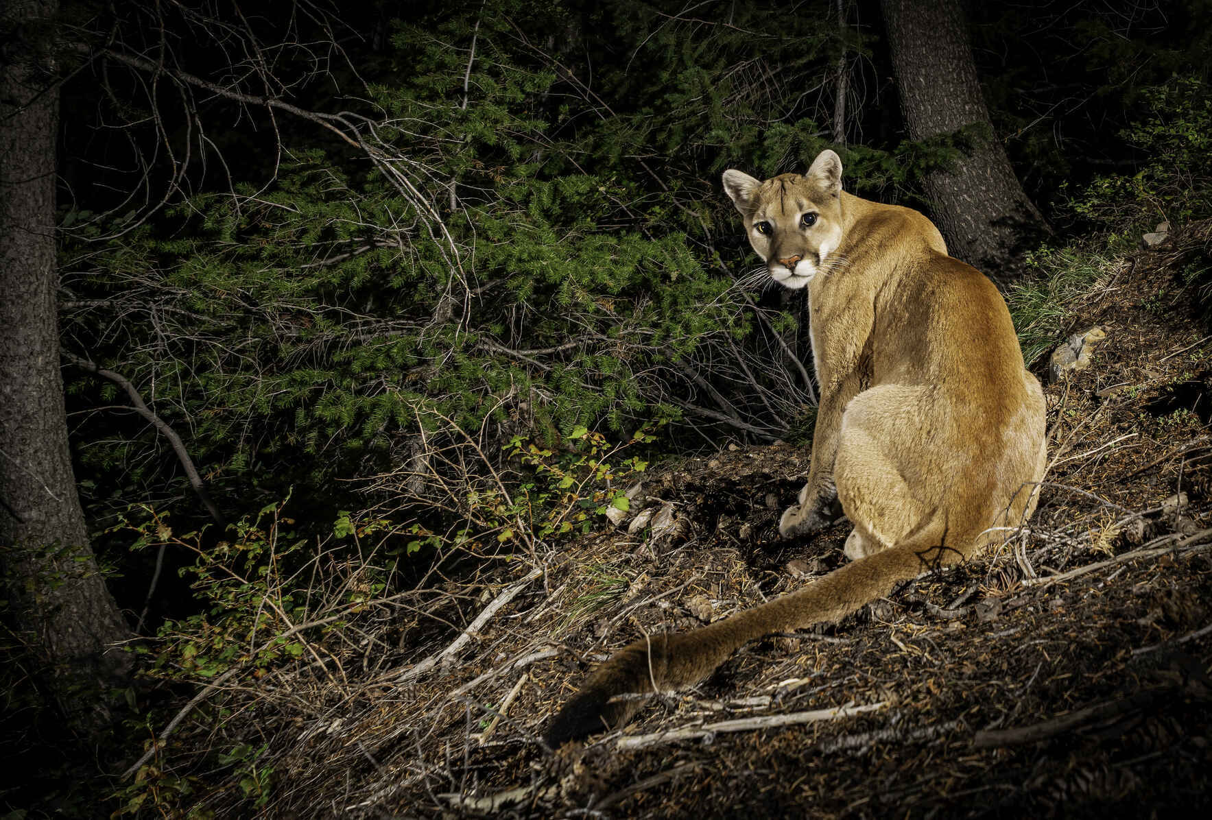 2026 Calendar - Enjoy an Amazing Mountain Lion Every Month image