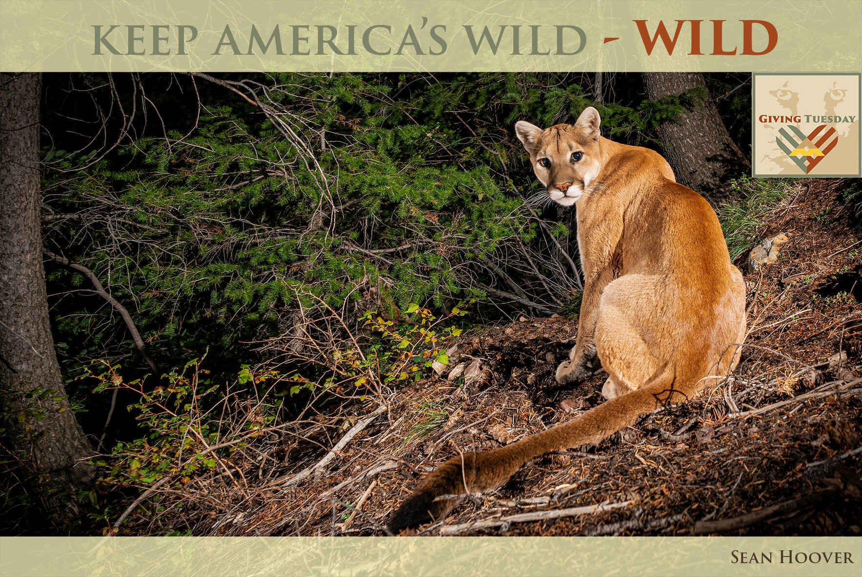 Stand with America's Lion - Give Now to Keep America’s Wild – Wild image