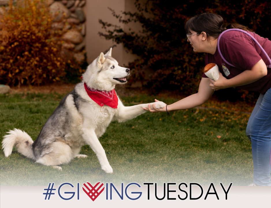 Giving Tuesday at HSAR image