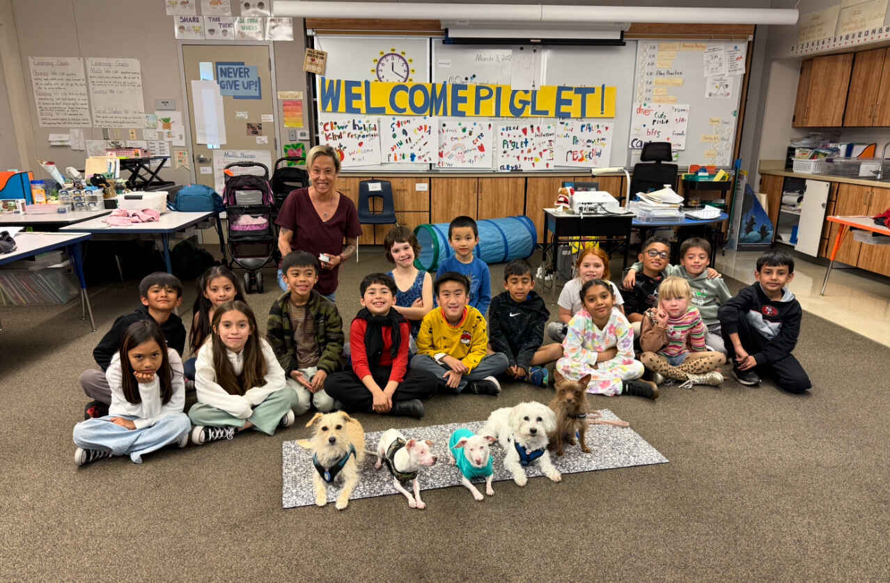 Donate to Provide Funding for The Piglet Mindset School Visit Program and Disabled Dog Rescue Organizations! image
