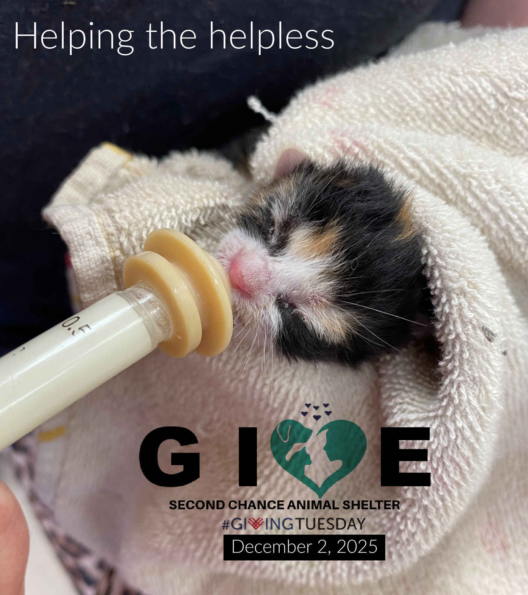 Giving the Animals Their Second Chance image