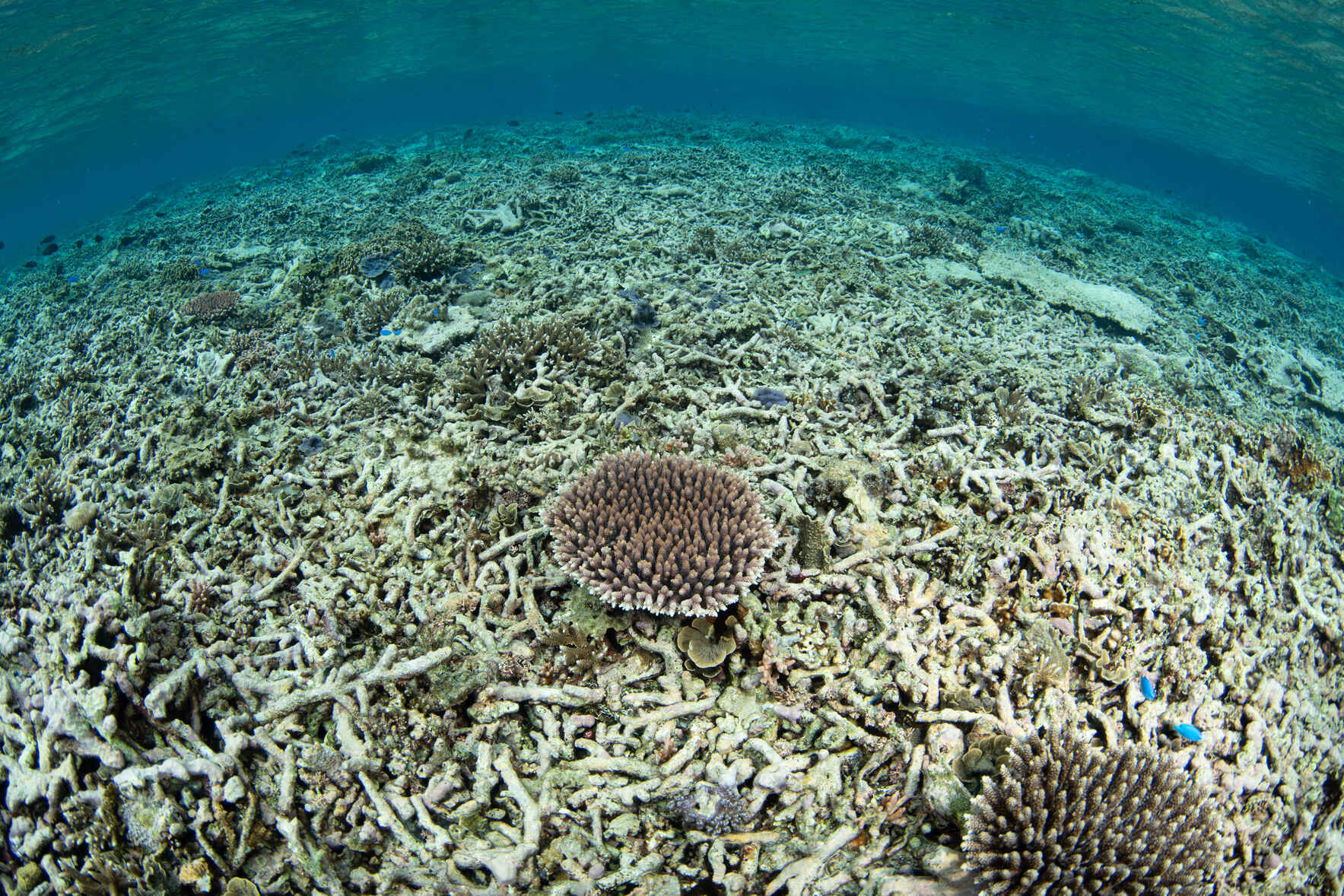 Help the Cousteau Society Safeguard our Ocean’s Future image