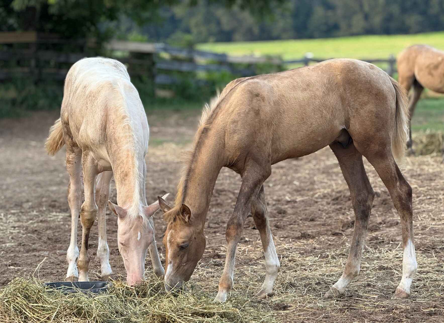 Akhal-Teke Giving Tuesday 2025 image