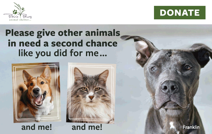 Homeless animals are counting on your compassion and generosity. DONATE TODAY image