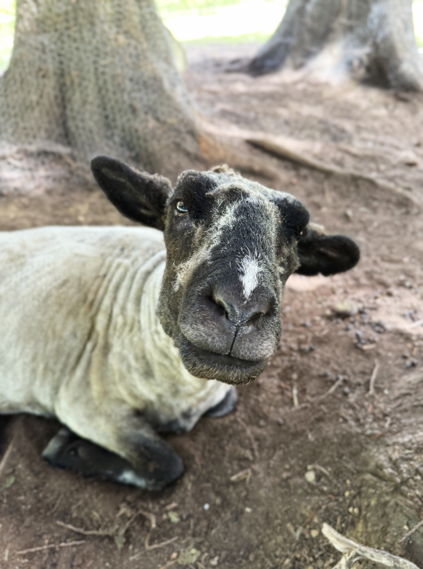 Make a difference for the animals this Giving Tuesday! image