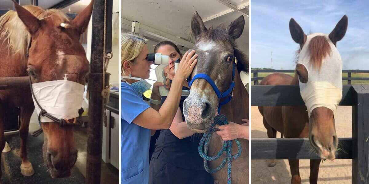 Help fill Honey's Fund! image