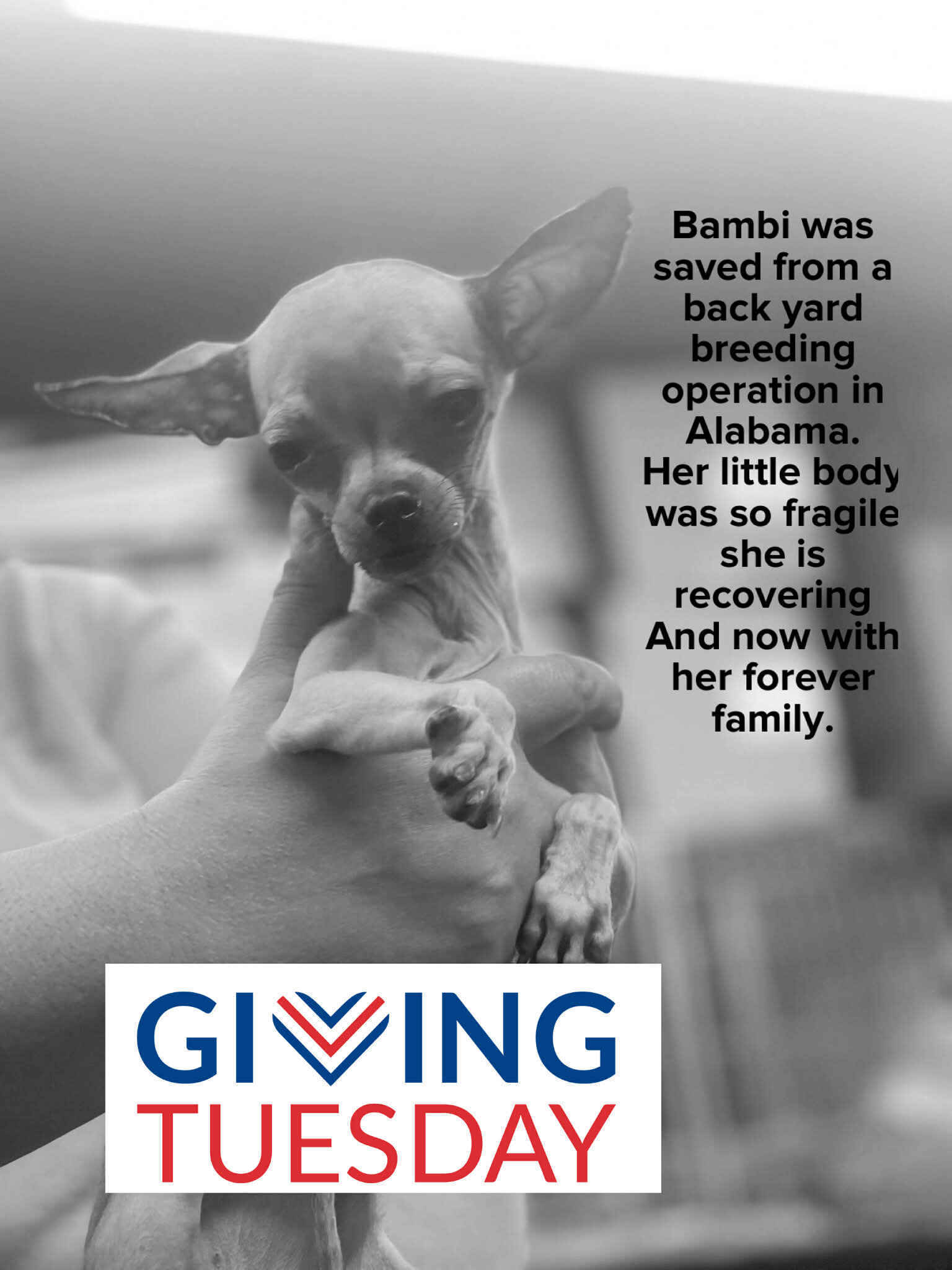 Please help animals this GivingTuesday 2025 image
