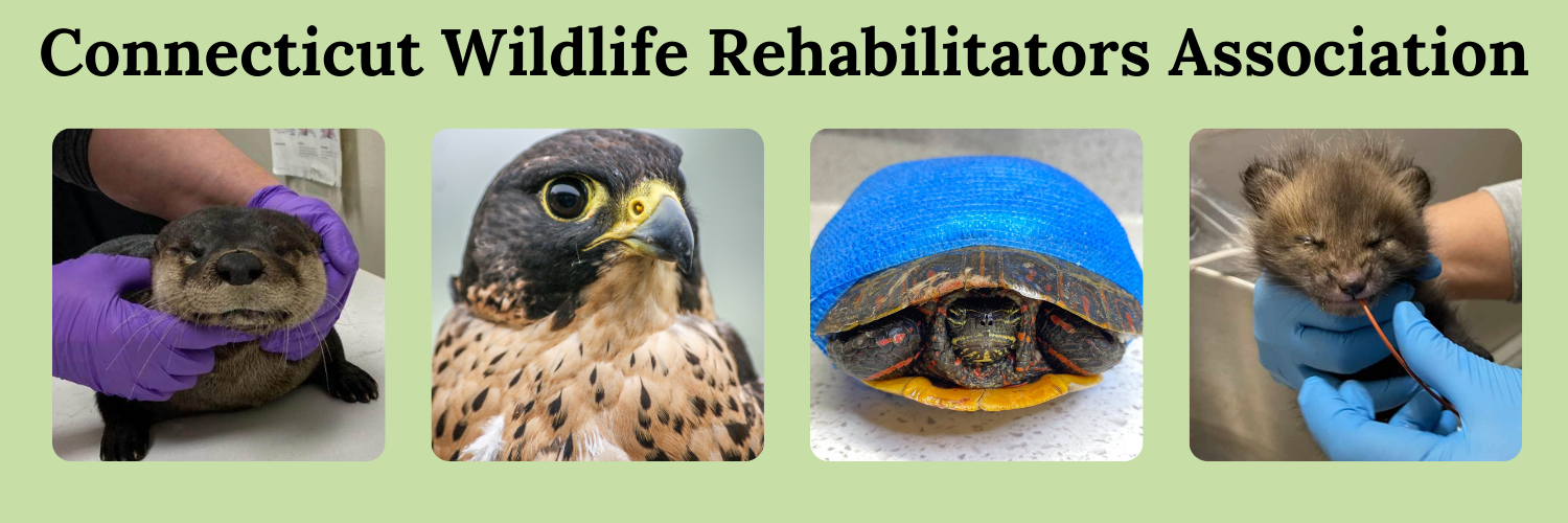 Support the care of injured and orphaned wildlife in Connecticut! image