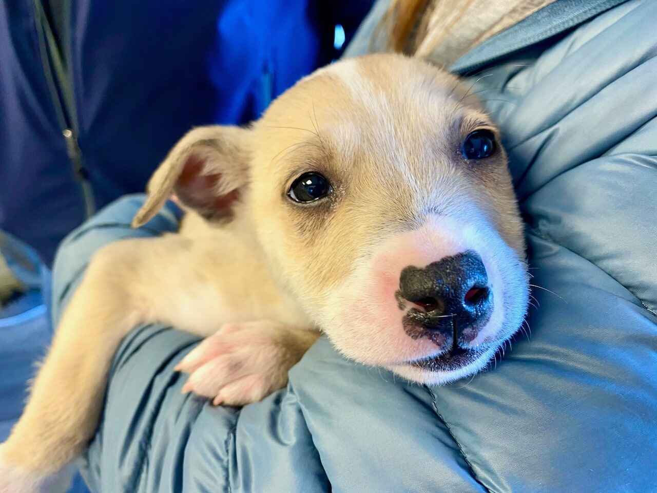 Please help us save more homeless animals! image