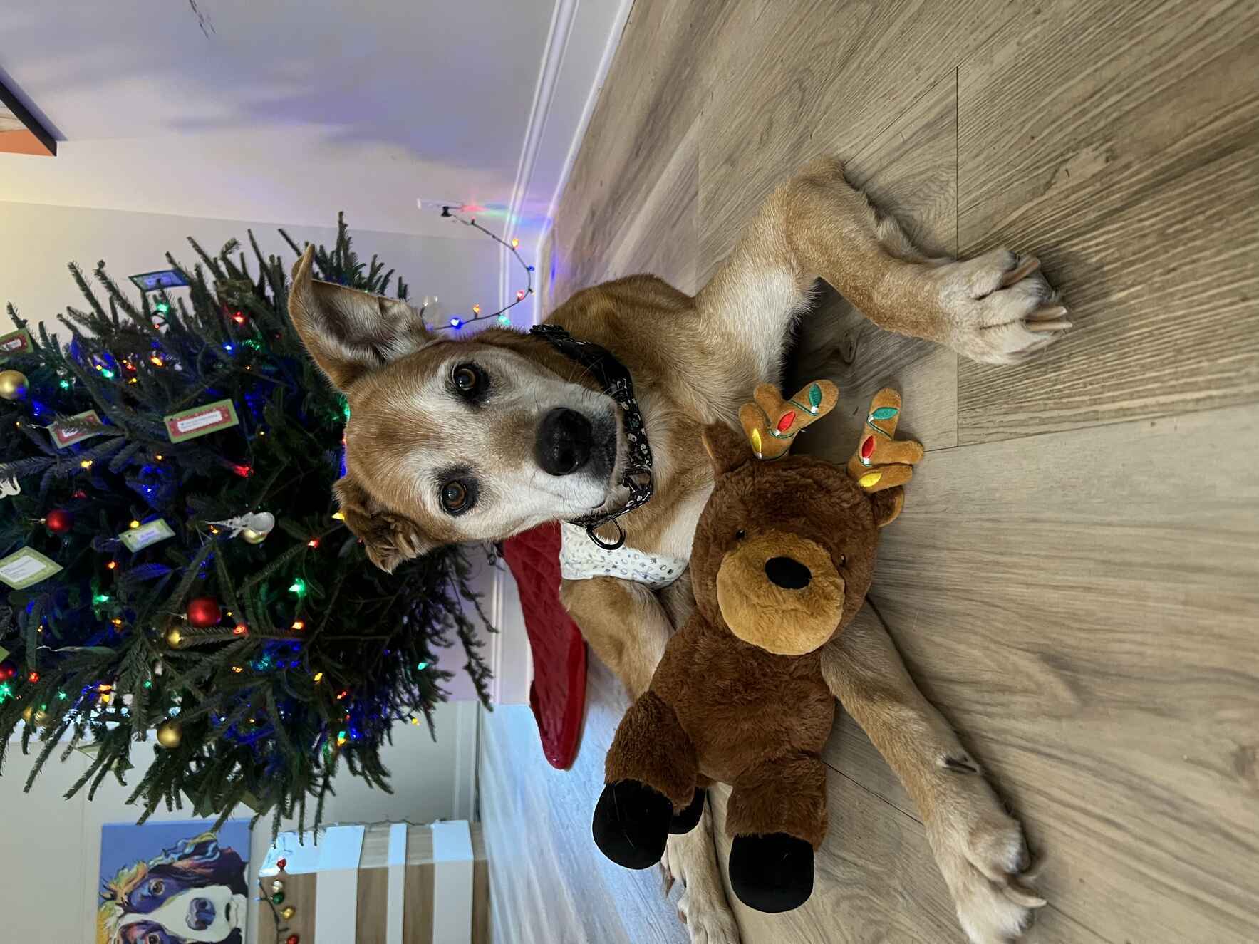 Help Animals Like Earl image