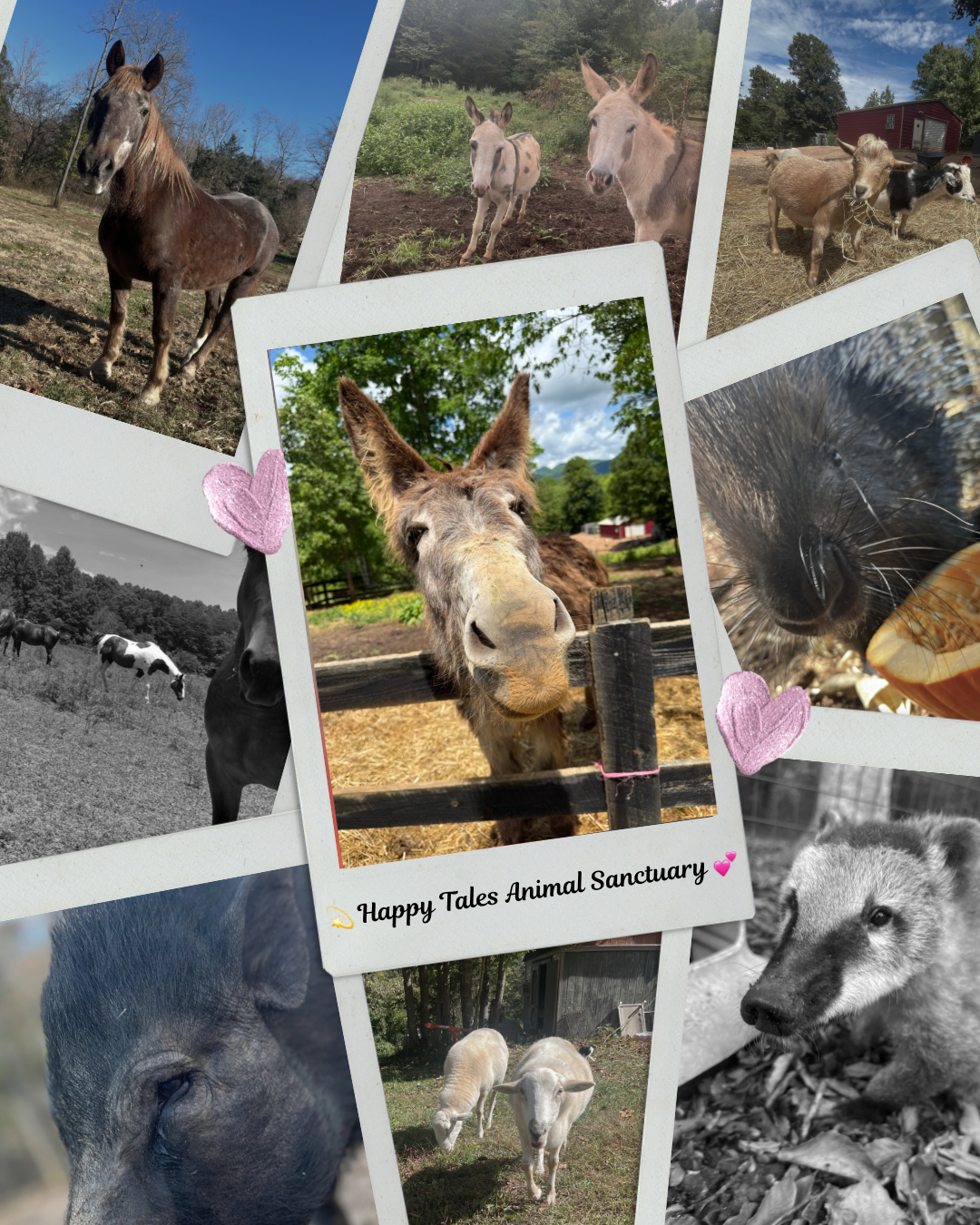 Help Us Care for 60+ Lives Who Depend on Us Every Day image