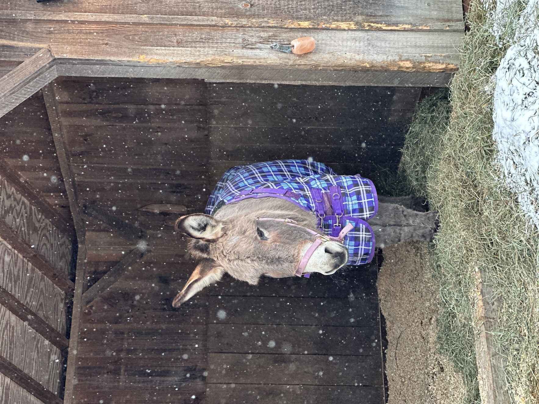 Help us raise 12k in matching funds for donkey sheds!  image