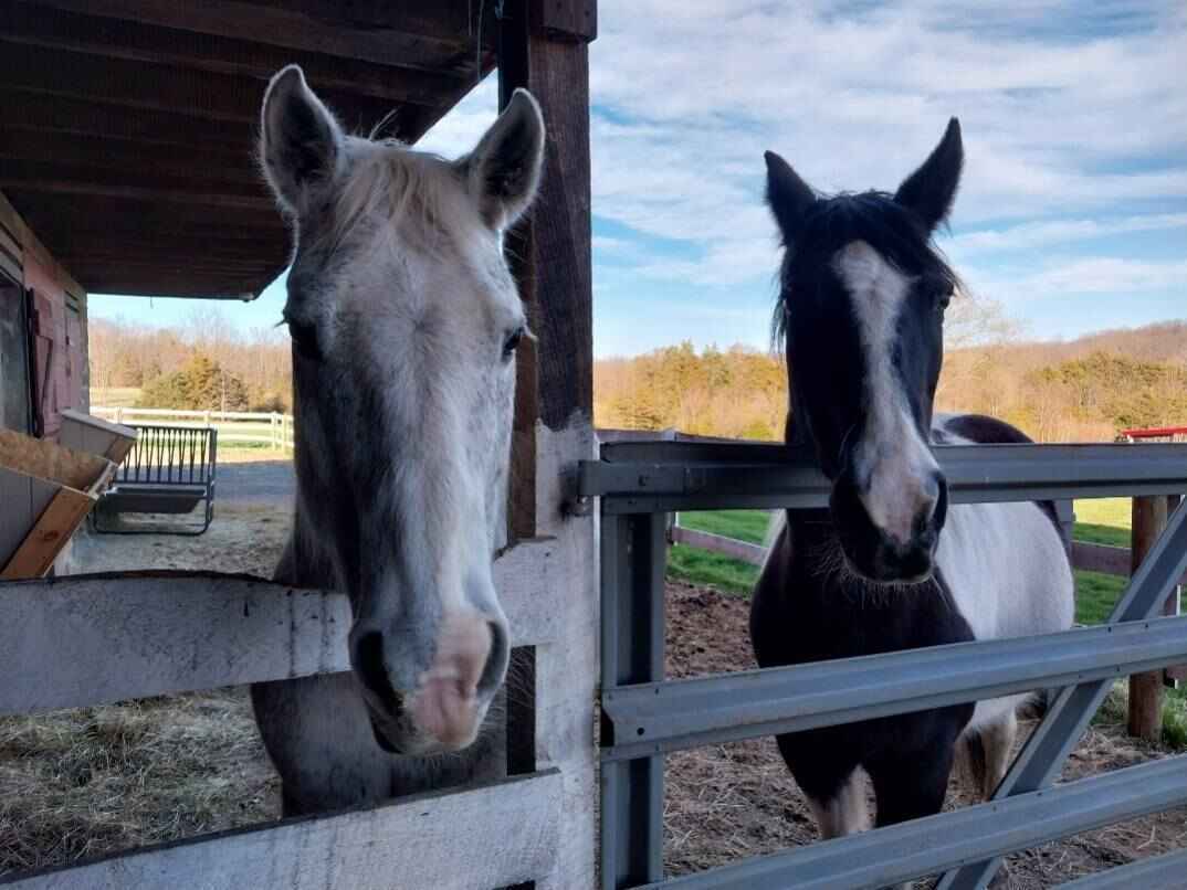 Daniel Lady Farm Horses image