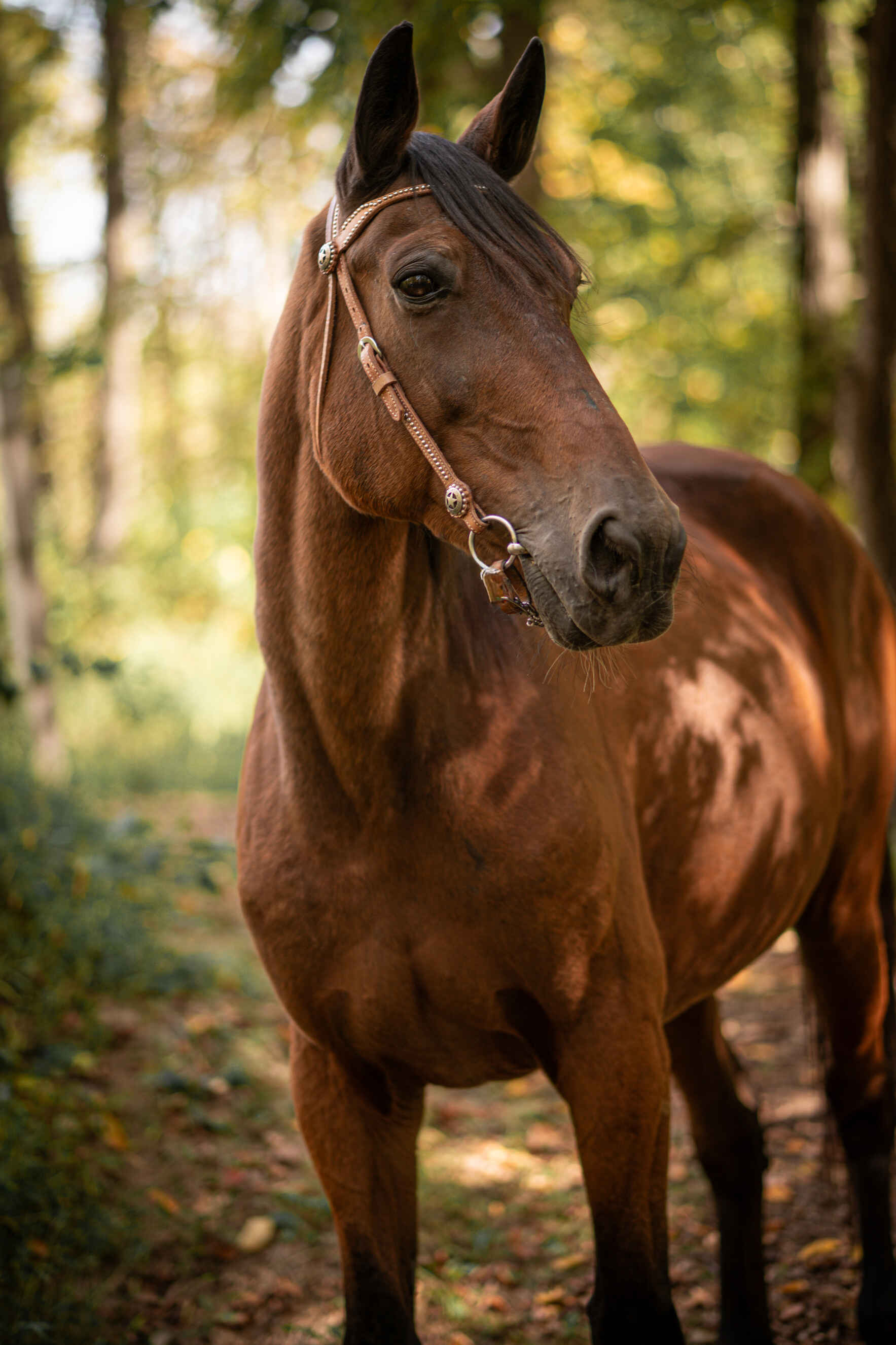 Will you show "King" some love today? We hope he is "lucky" enough for your sponsorship! image