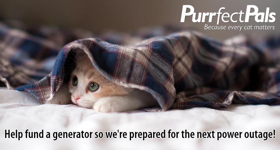 Your Support Can Help Us Keep Cats Warm & Healthy in the Wake of the Storm image