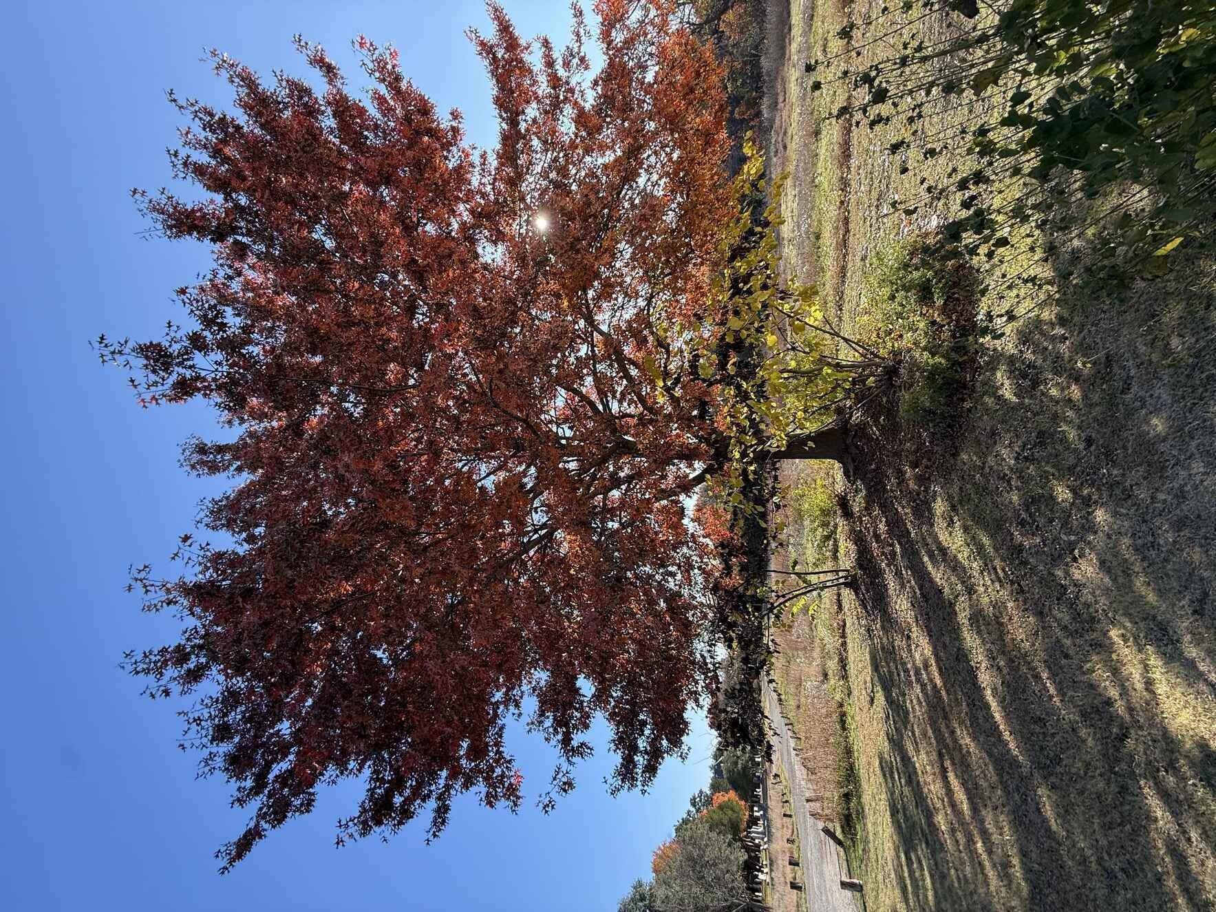 Please give to the 2026 Frankford Fall Prairie Tour image