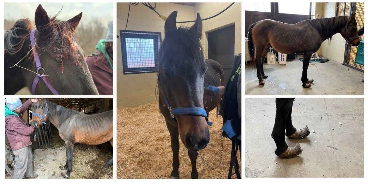 Emergency Fundraiser Alert: One Last Rescue Before the Year Ends  image