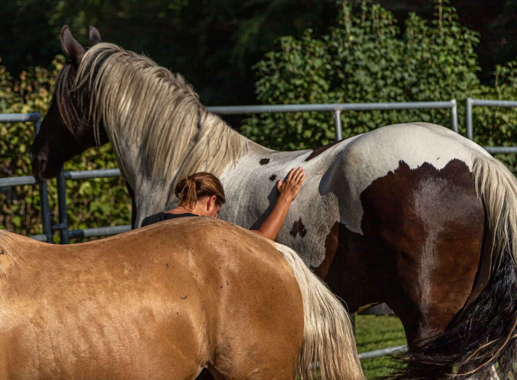 Give for our healing horses as they help restore those who gave for us. image