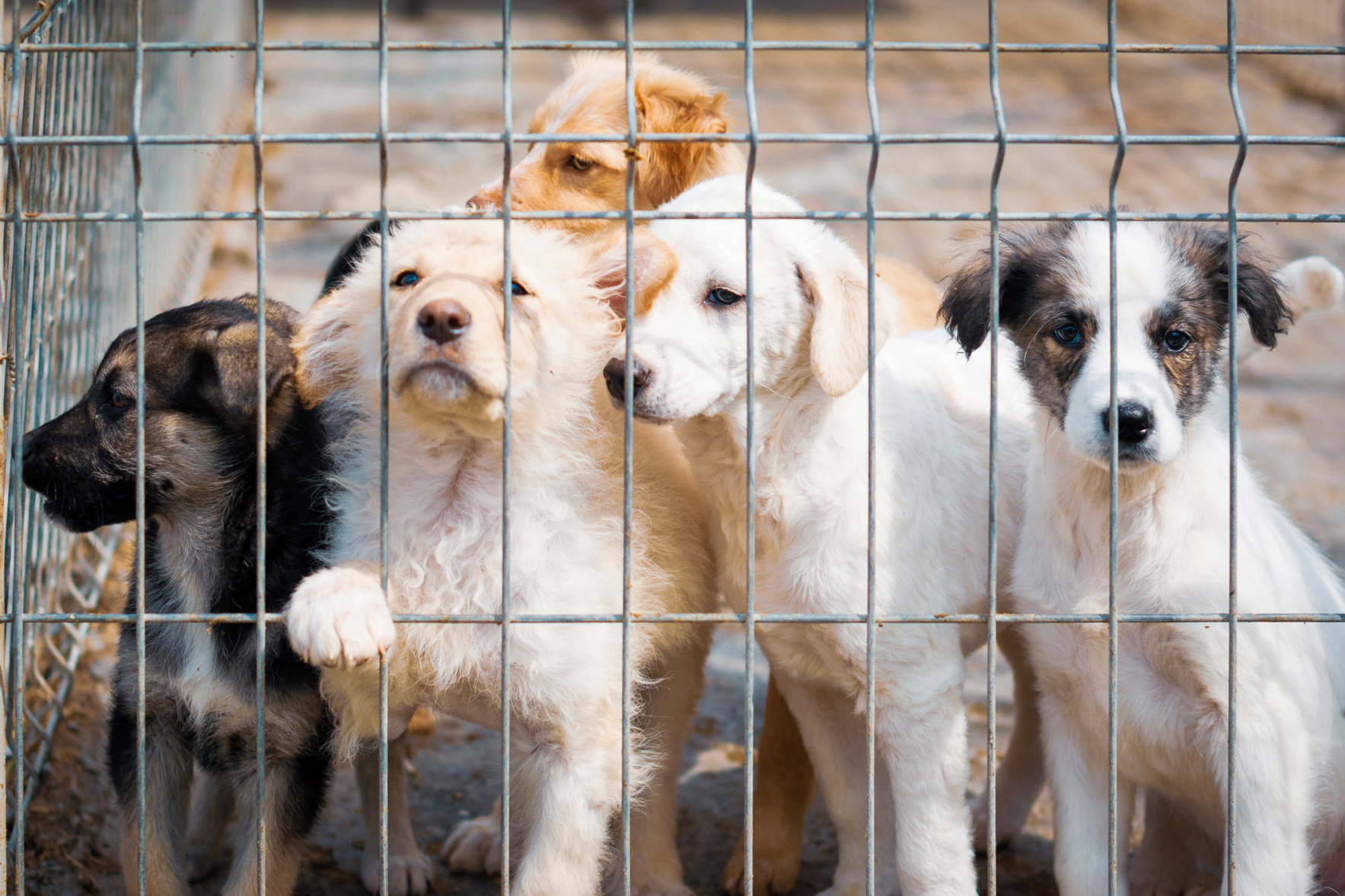 Twice the Love, One Less Litter image