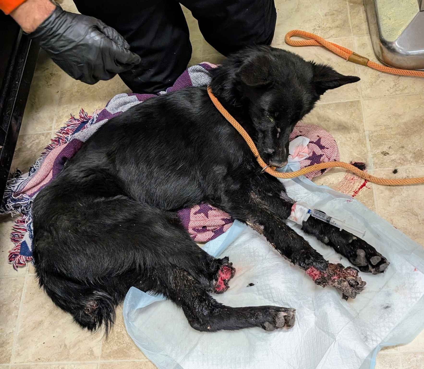 Donate Towards Lifesaving Medical Care image