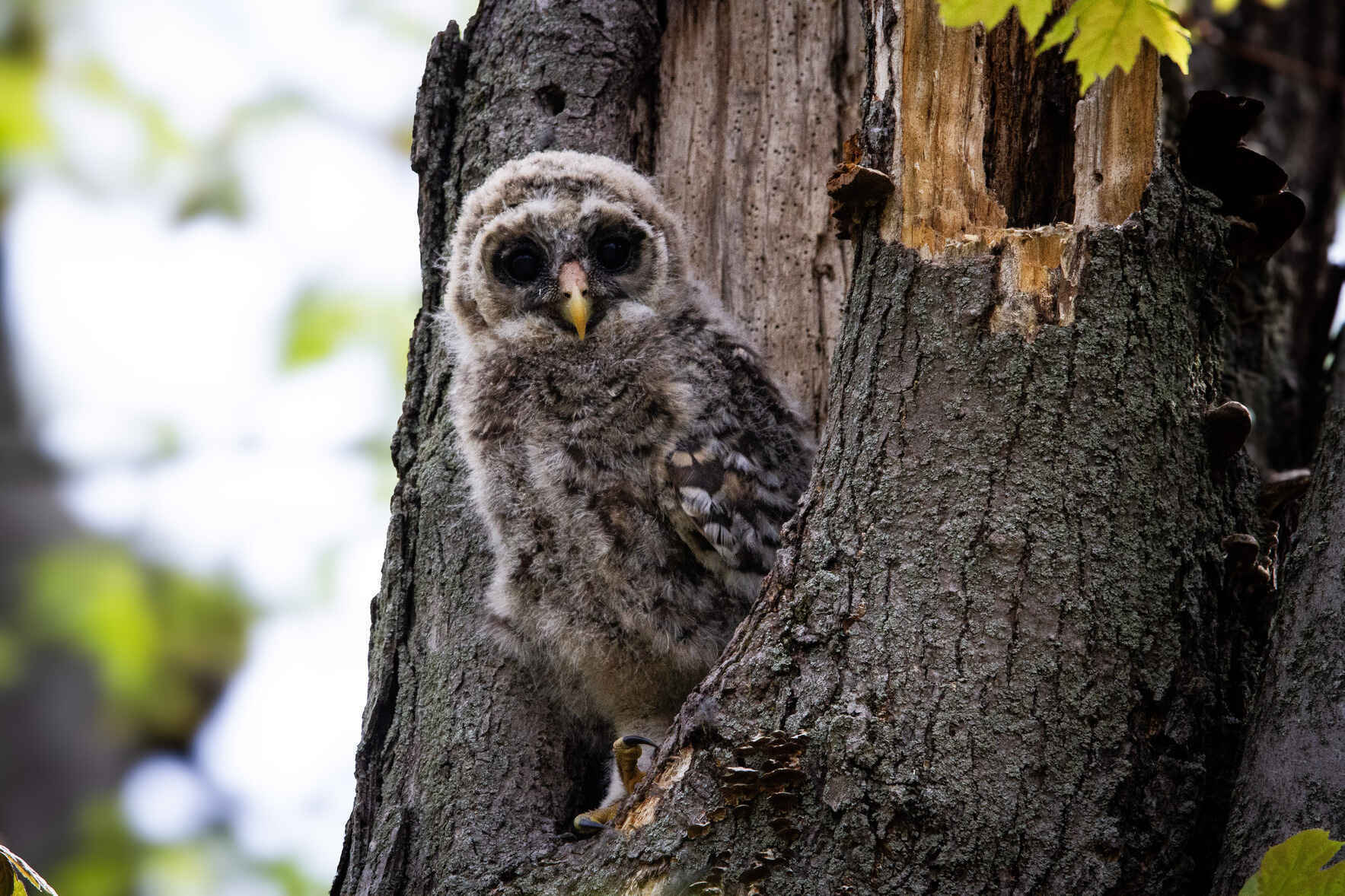 Heckrodt Wetland Reserve is your nature center for all seasons image