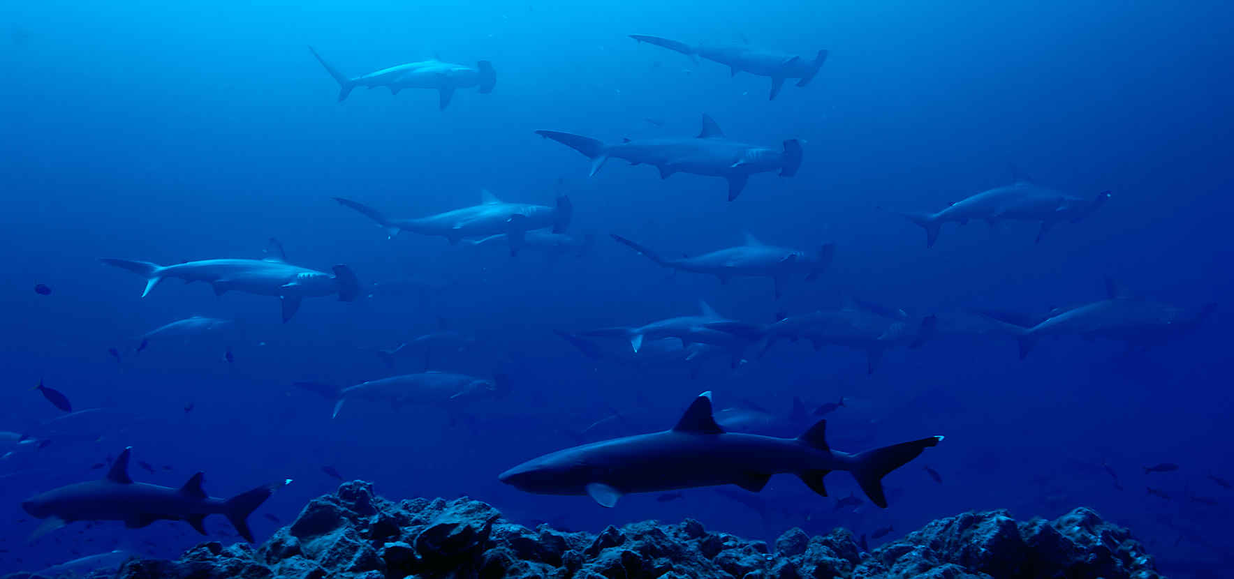 Support Shark Science on Earth Day 2017! image