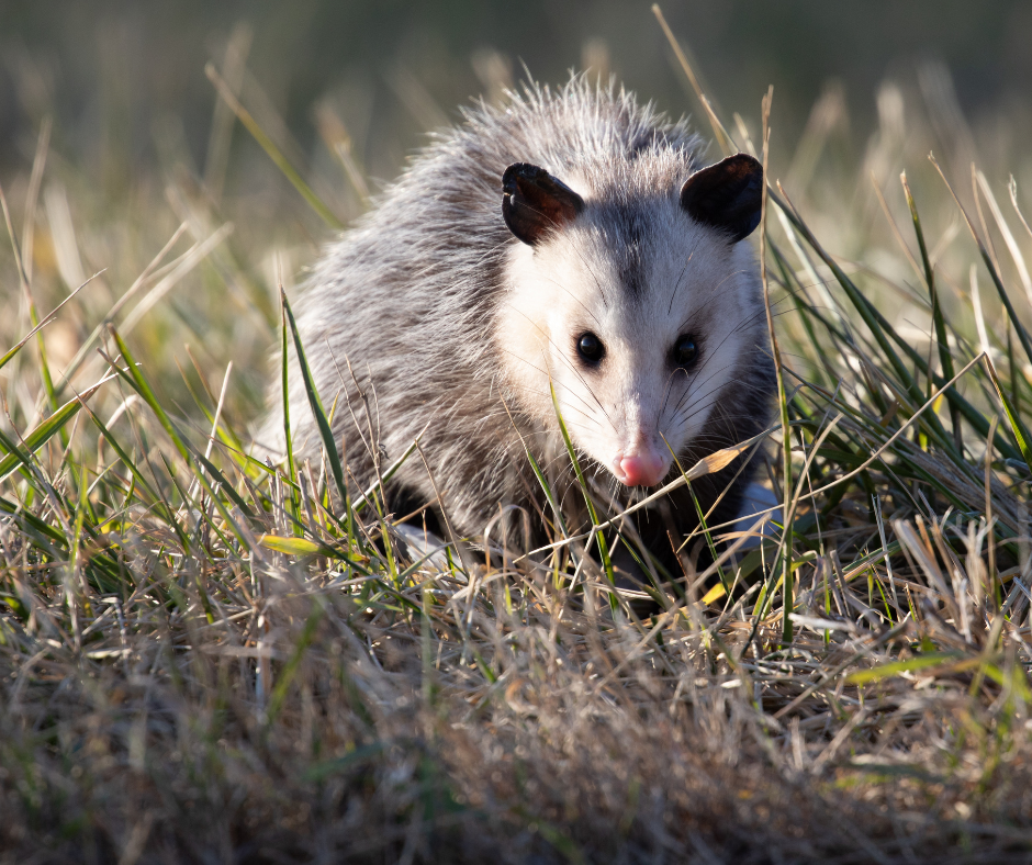 Become a CWRA Member image